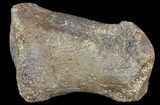 Hadrosaur Toe Bone - Alberta (Disposition #-) #71669-1